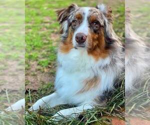 Australian Shepherd Puppy for Sale in GEORGETOWN, Tennessee USA