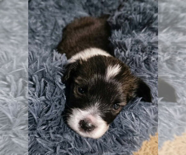 Medium Photo #4 Labrador Retriever-Unknown Mix Puppy For Sale in San Diego, CA, USA