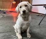 Small Photo #4 Labrador Retriever Puppy For Sale in DU QUOIN, IL, USA
