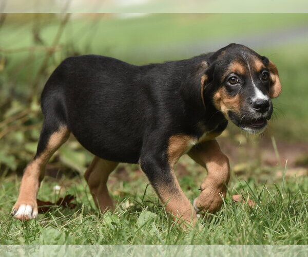 Medium Photo #1 Australian Shepherd-Beagle Mix Puppy For Sale in Mechanicsburg, PA, USA