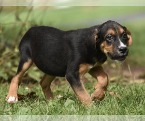 Australian Shepherd-Beagle Mix Dogs for adoption in Mechanicsburg, PA, USA