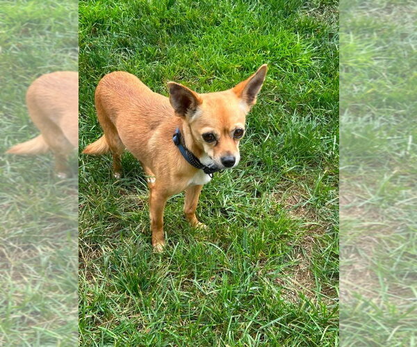 Medium Photo #2 Chihuahua-Unknown Mix Puppy For Sale in Woodbury, NY, USA