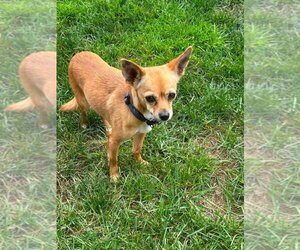 CHER - Female Chihuahua-Unknown Mix Dog for Adoption - Photo #2