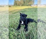 Small #2 Cane Corso