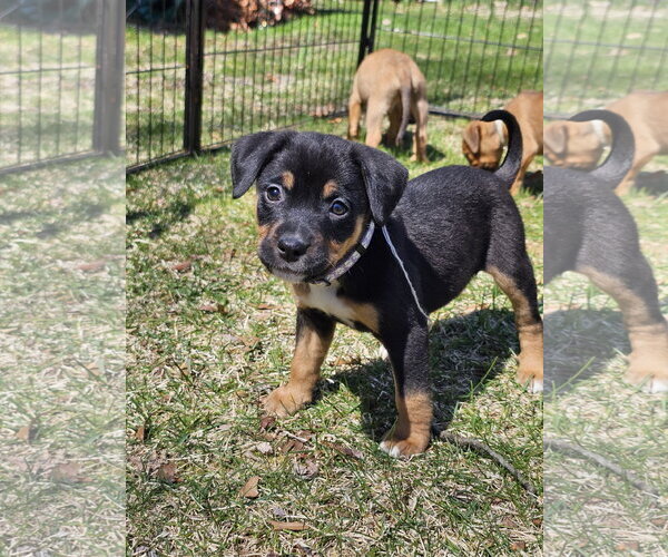 Medium Photo #1 American Pit Bull Terrier-Bernese Mountain Dog Mix Puppy For Sale in Rockaway, NJ, USA