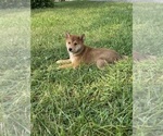 Small #1 Shiba Inu