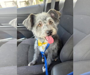 Norfolk Terrier-Unknown Mix Dogs for adoption in Fort Wayne, IN, USA