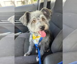 Small Norfolk Terrier Mix