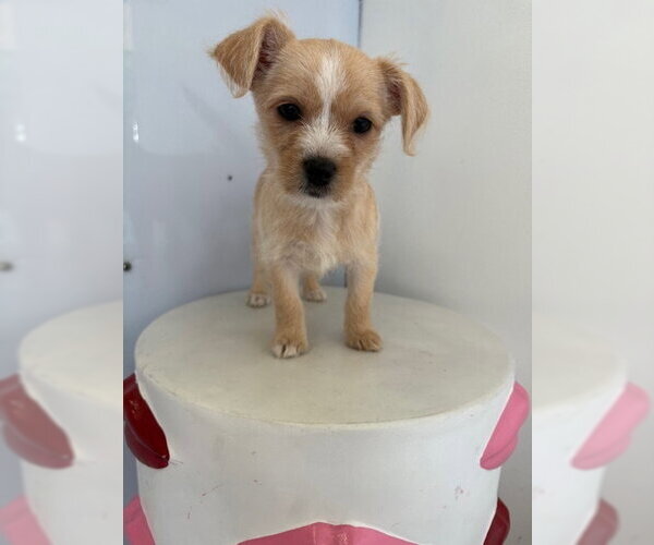 Medium Photo #1 Chihuahua-Unknown Mix Puppy For Sale in Studio City, CA, USA