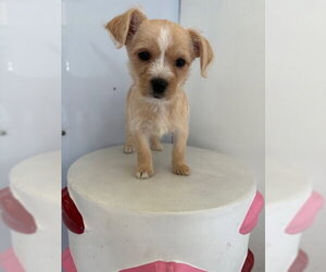 Chihuahua-Unknown Mix Dogs for adoption in Studio City, CA, USA