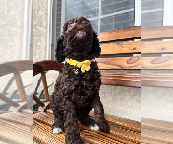 Medium Photo #2 Poodle (Standard) Puppy For Sale in BAKERSFIELD, CA, USA