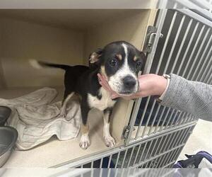 Chihuahua-Unknown Mix Dogs for adoption in Houston, TX, USA