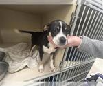 Small Chihuahua Mix