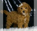 Small #4 Poodle (Toy)