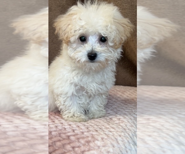 Medium Photo #3 Poodle (Toy) Puppy For Sale in MARTINSVILLE, IN, USA