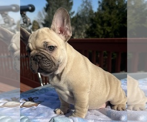 French Bulldog Puppy for sale in SACRAMENTO, CA, USA