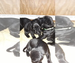 Small Photo #7 Labrador Retriever Puppy For Sale in HUDSON, WI, USA