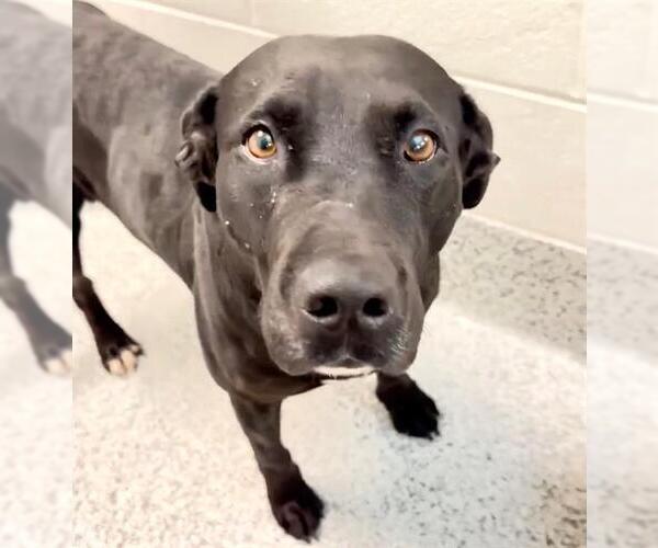 Medium Photo #2 Labrador Retriever-Unknown Mix Puppy For Sale in Houston, TX, USA