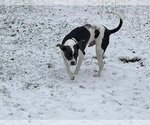 Small Photo #3 American Pit Bull Terrier-Unknown Mix Puppy For Sale in Germantown, OH, USA
