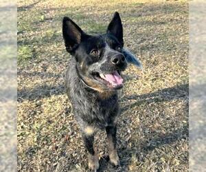 Mutt Dogs for adoption in Conroe, TX, USA