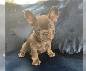 French Bulldog Puppy for sale in HOUSTON, TX, USA