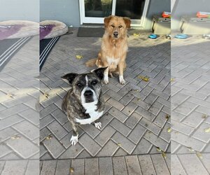 Boxer-Golden Retriever Mix Dogs for adoption in Chandler, AZ, USA