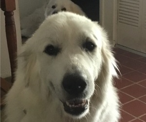 Mother of the Great Pyrenees puppies born on 01/29/2022