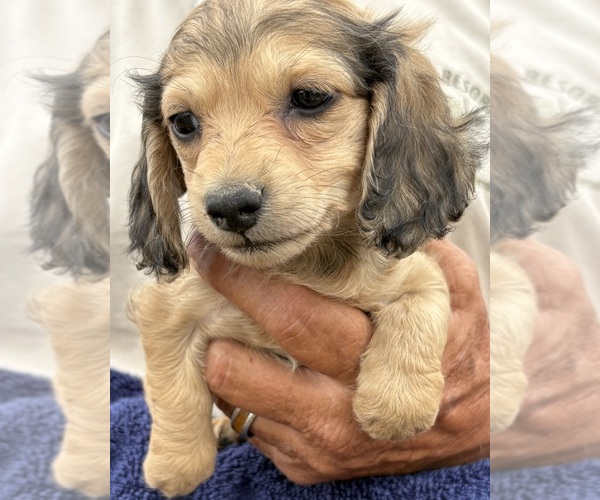 Medium Photo #2 Dachshund Puppy For Sale in WILEY, CO, USA