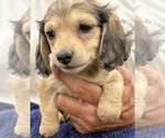 Small #1 Dachshund