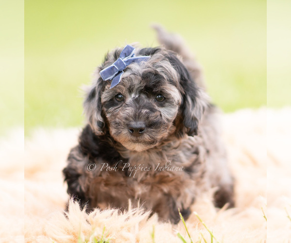 Medium Photo #2 Goldendoodle (Miniature) Puppy For Sale in WARSAW, IN, USA