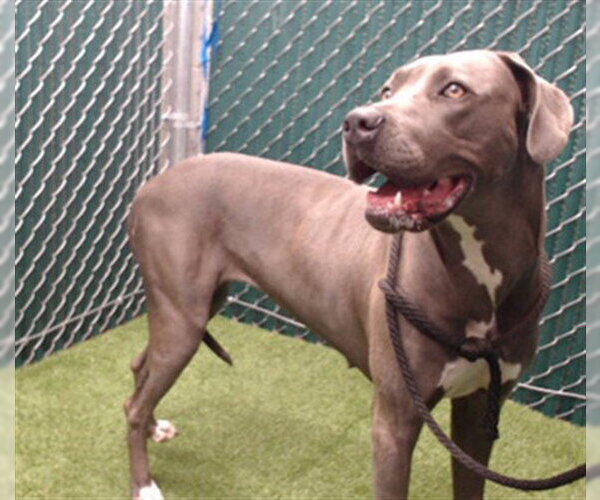 Medium Photo #1 Great Dane-Unknown Mix Puppy For Sale in Downey, CA, USA