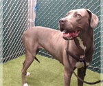 Small Great Dane Mix