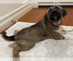 Small #1 Anatolian Shepherd-German Shepherd Dog Mix