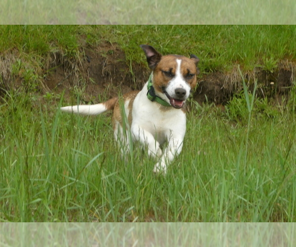 Medium Photo #2 Jack Russell Terrier Puppy For Sale in WOLCOTT, VT, USA