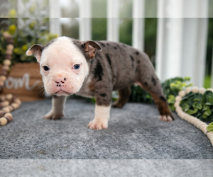 Olde English Bulldogge Litter for sale in MERCER, PA, USA