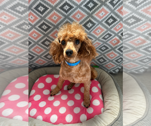 Poodle (Miniature) Dogs for adoption in Pacolet, SC, USA