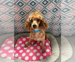 Small Poodle (Miniature)