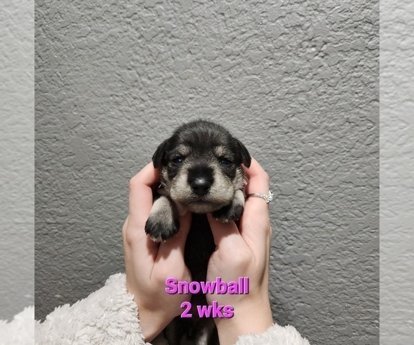 Medium Photo #6 Schnauzer (Miniature) Puppy For Sale in KOKOMO, IN, USA