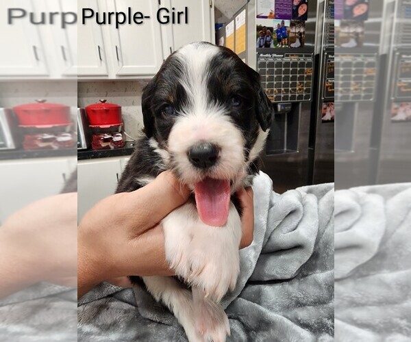 Medium Photo #15 Aussiedoodle Puppy For Sale in BOONEVILLE, AR, USA