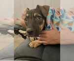 Small #8 American Pit Bull Terrier-Labrador Retriever Mix