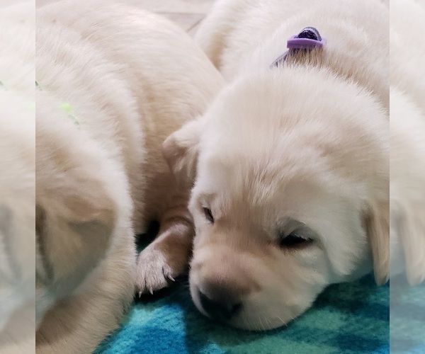 Medium Photo #54 Labrador Retriever Puppy For Sale in OLYMPIA, WA, USA