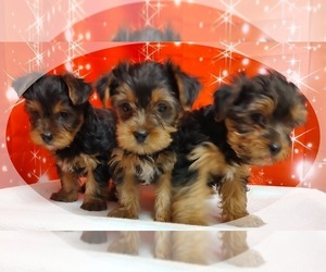 Yorkshire Terrier Puppy for sale in MONTPELIER, OH, USA