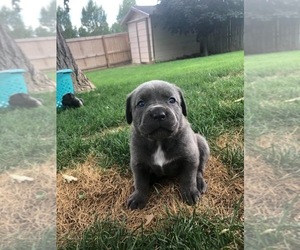 Cane Corso Puppy for sale in CHEYENNE, WY, USA