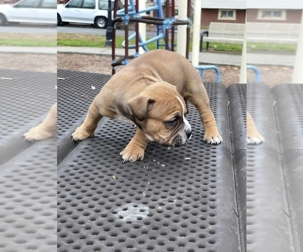 Medium Photo #7 American Pit Bull Terrier Puppy For Sale in TRENTON, NJ, USA