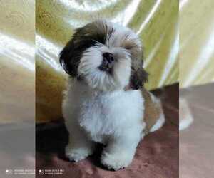 Shih Tzu Puppy for sale in ALAMO, CA, USA