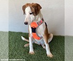 Small #3 Bull Terrier Mix