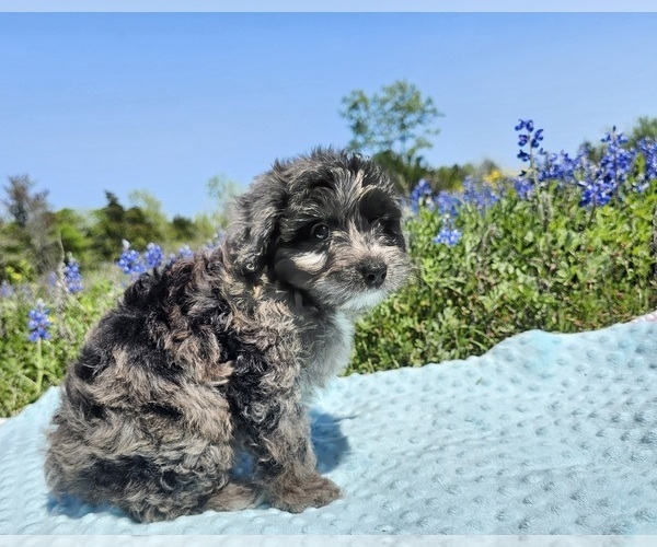 Medium Photo #6 Aussiedoodle Miniature  Puppy For Sale in COLLEGE STA, TX, USA