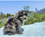 Small Photo #6 Aussiedoodle Miniature  Puppy For Sale in COLLEGE STA, TX, USA