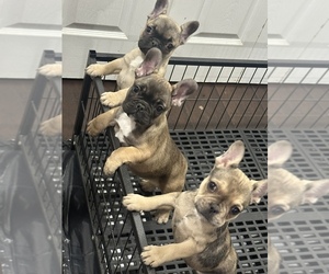 French Bulldog Puppy for sale in HENRICO, VA, USA