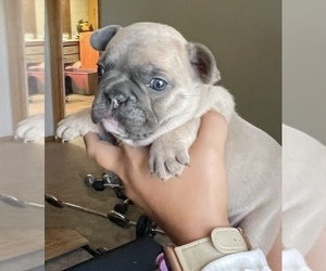 French Bulldog Puppy for sale in PUYALLUP, WA, USA